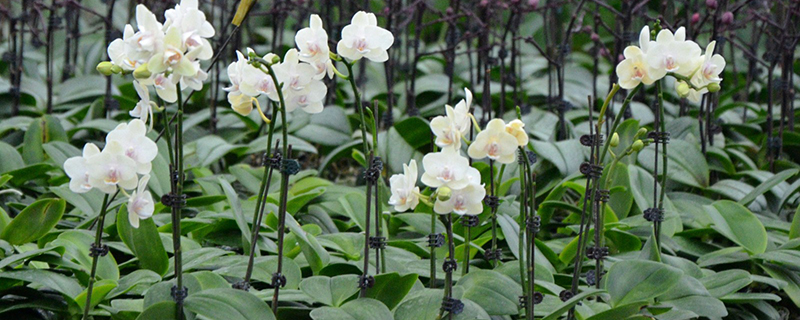 大花蕙蘭冬季這樣護(hù)理，葉肥花美！