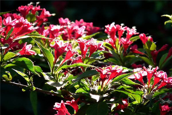 紅王子錦帶的養(yǎng)殖方法及注意事項(xiàng) 紅王子錦帶的養(yǎng)殖方法及注意事項(xiàng)