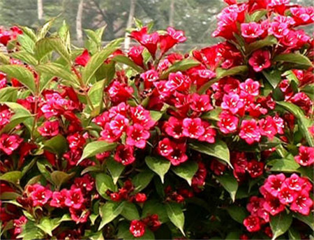 紅王子錦帶植株 紅王子錦帶植株