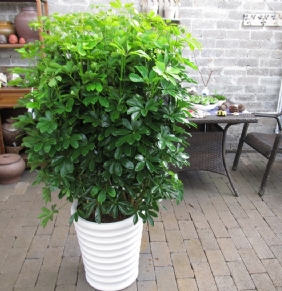 開業(yè)招財樹