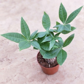 發(fā)財(cái)樹1