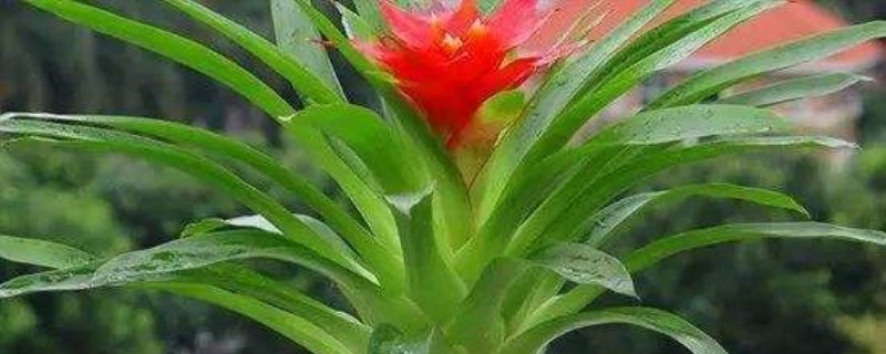 水培鴻運(yùn)當(dāng)頭怎么養(yǎng) 水培鴻運(yùn)當(dāng)頭怎么養(yǎng)