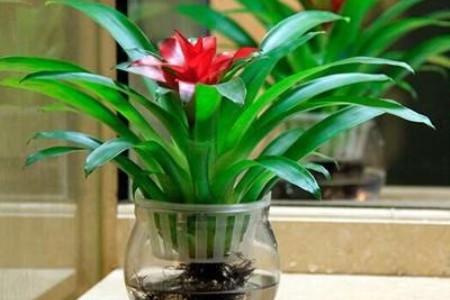 水培鴻運(yùn)當(dāng)頭 水培鴻運(yùn)當(dāng)頭