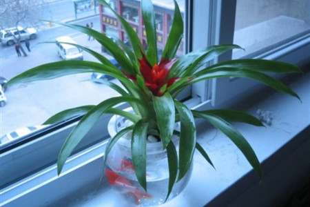 水培鴻運(yùn)當(dāng)頭 水培鴻運(yùn)當(dāng)頭