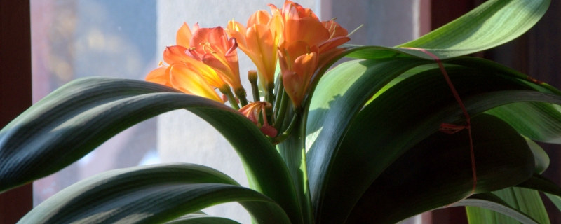 養(yǎng)花“澆水”很關(guān)鍵，掌握這“5原則”，養(yǎng)啥花都長得旺！