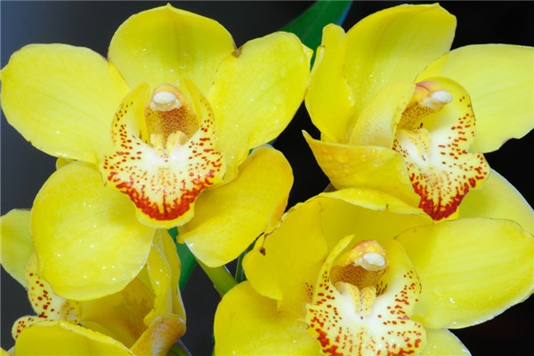 大花蕙蘭怎么澆水 大花蕙蘭怎么澆水