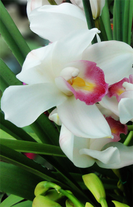 美麗的大花蕙蘭 美麗的大花蕙蘭