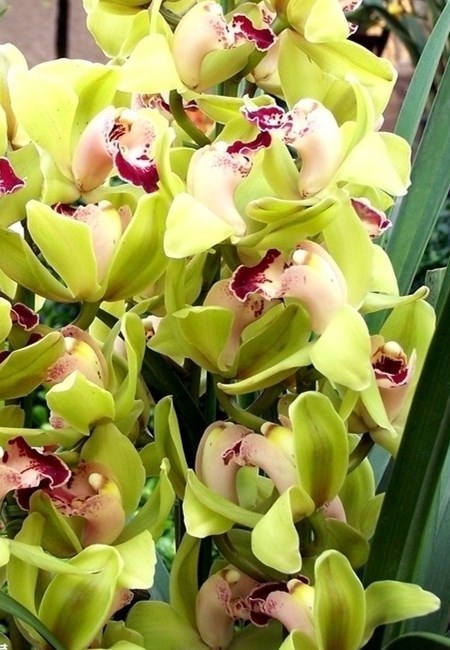 大花蕙蘭 大花蕙蘭