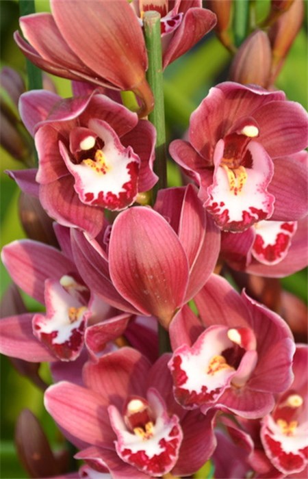 大花蕙蘭花朵 大花蕙蘭花朵