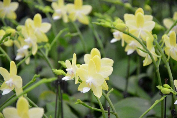 大花蕙蘭怎樣復(fù)花？