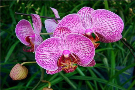 蝴蝶蘭 蝴蝶蘭