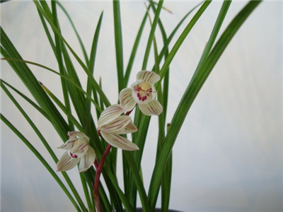 墨蘭的養(yǎng)殖方法 墨蘭的養(yǎng)殖方法