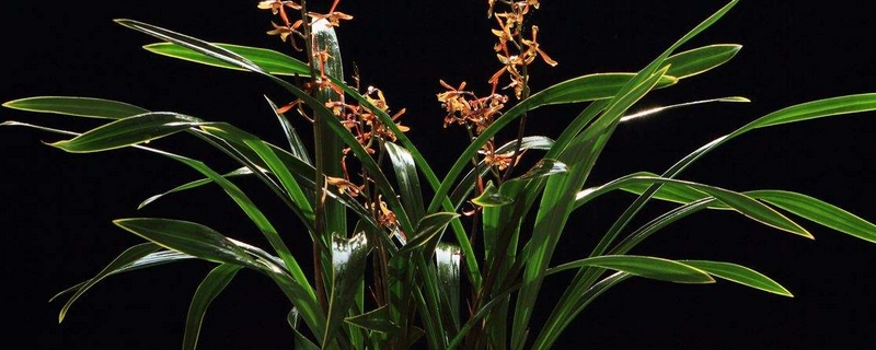 墨蘭的養(yǎng)殖方法和注意事項(xiàng) 墨蘭的養(yǎng)殖方法和注意事項(xiàng)