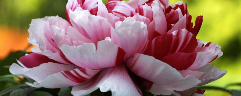 牡丹花怎么養(yǎng)護和施肥 牡丹花怎么養(yǎng)護和施肥