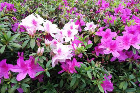 美麗的杜鵑花 美麗的杜鵑花