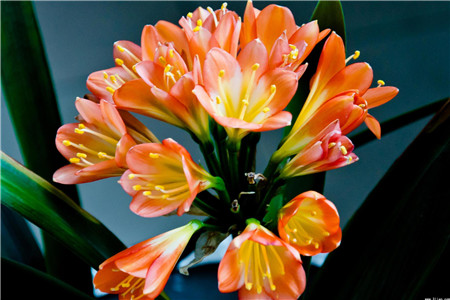 好看的君子蘭 好看的君子蘭