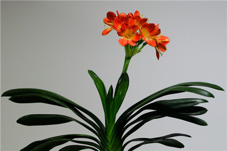 漂亮的君子蘭 漂亮的君子蘭