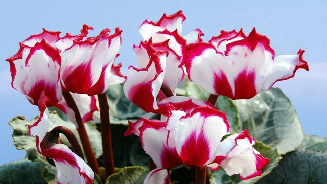 仙客來怎么養(yǎng) 仙客來怎么養(yǎng)