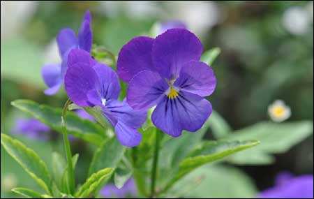 角堇植株 角堇植株