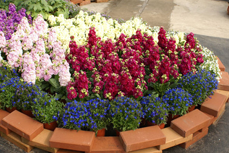 紫羅蘭品種繁多 紫羅蘭品種繁多