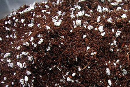 紫羅蘭的培養(yǎng)土 紫羅蘭的培養(yǎng)土