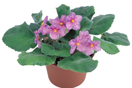 盆栽紫羅蘭的花盆 盆栽紫羅蘭的花盆