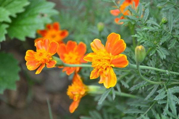 孔雀草的養(yǎng)殖方法和注意事項(xiàng) 孔雀草的養(yǎng)殖方法和注意事項(xiàng)