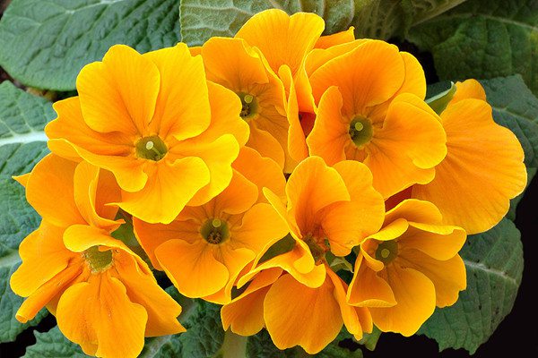 光照下的報(bào)春花 光照下的報(bào)春花