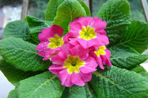 澆水后的報(bào)春花 澆水后的報(bào)春花