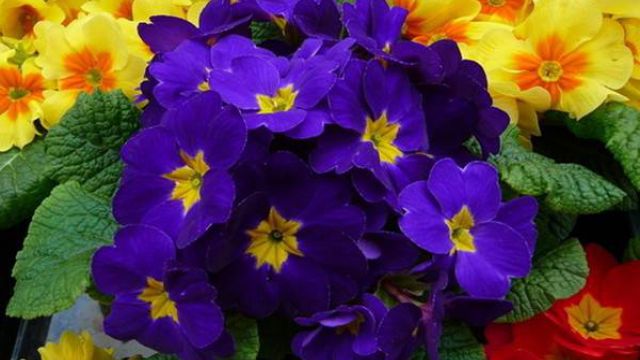 報(bào)春花如何養(yǎng)護(hù) 報(bào)春花如何養(yǎng)護(hù)