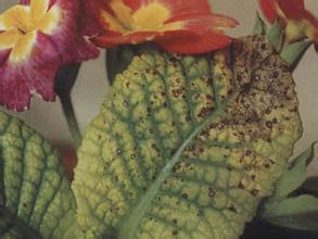 患病害的報(bào)春花 患病害的報(bào)春花