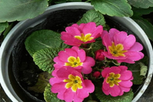 盆栽報(bào)春花 盆栽報(bào)春花