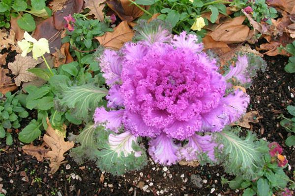 羽衣甘藍(lán)的養(yǎng)殖方法和注意事項(xiàng) 羽衣甘藍(lán)的養(yǎng)殖方法和注意事項(xiàng)