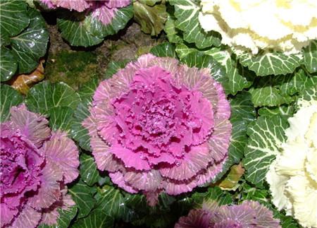 羽衣甘藍(lán)的養(yǎng)殖方法 羽衣甘藍(lán)的養(yǎng)殖方法