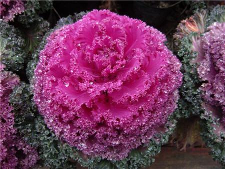 羽衣甘藍(lán)的養(yǎng)殖注意事項(xiàng) 羽衣甘藍(lán)的養(yǎng)殖注意事項(xiàng)