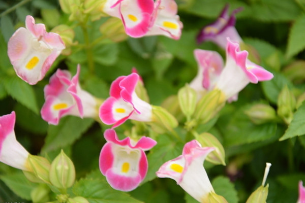 夏堇什么時候開花 夏堇什么時候開花