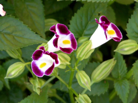 夏堇的花期 夏堇的花期