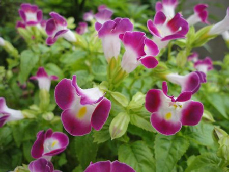 夏堇的花語 夏堇的花語