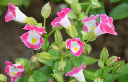 夏堇開花的注意事項(xiàng) 夏堇開花的注意事項(xiàng)
