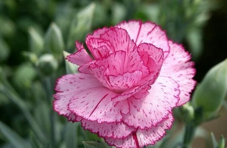 漂亮的康乃馨 漂亮的康乃馨