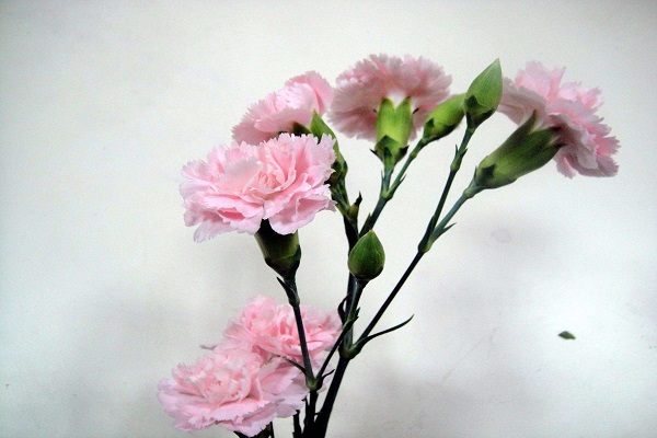 康乃馨多久澆一次水 康乃馨多久澆一次水