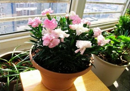 美麗的康乃馨 美麗的康乃馨