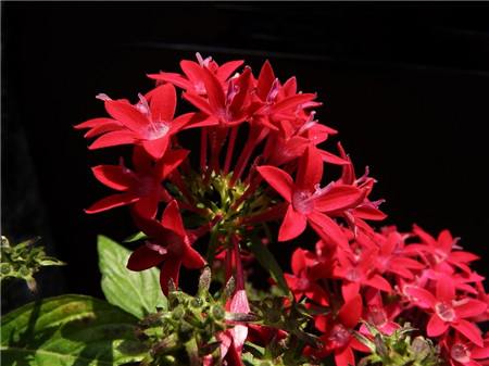 影響繁星花的開花因素 影響繁星花的開花因素