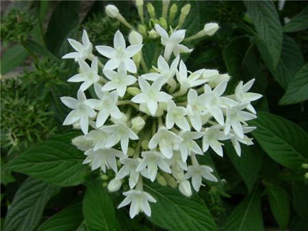 繁星花的花期 繁星花的花期