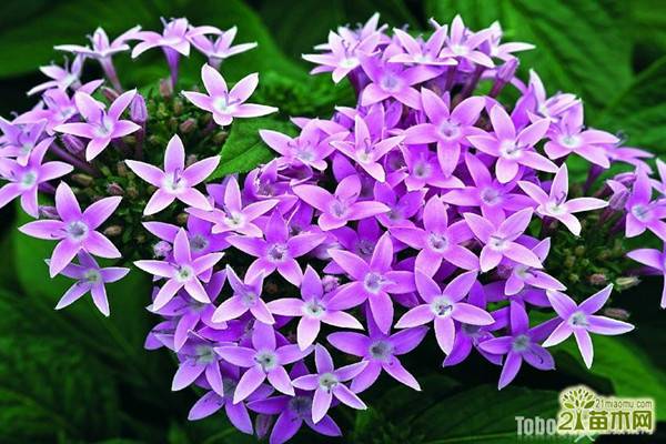 繁星花什么時候開花 繁星花什么時候開花