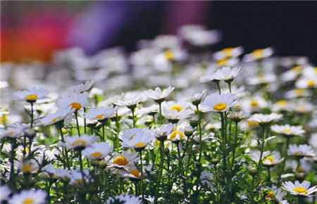 白晶菊的養(yǎng)殖方法 土壤選擇 白晶菊的養(yǎng)殖方法 土壤選擇