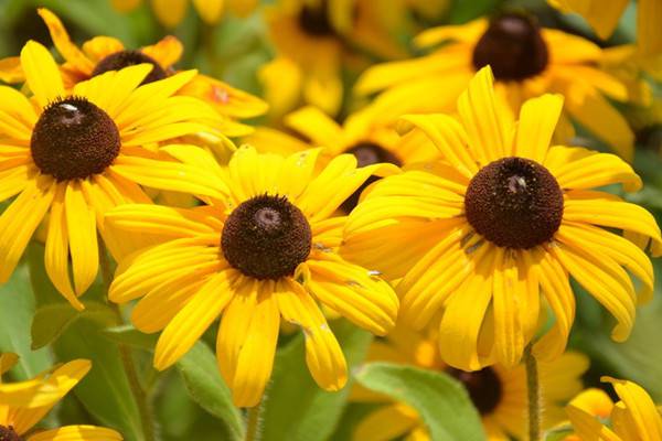 黑心菊的養(yǎng)殖方法和注意事項 黑心菊的養(yǎng)殖方法和注意事項