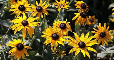 黑心菊的養(yǎng)殖注意事項 黑心菊的養(yǎng)殖注意事項