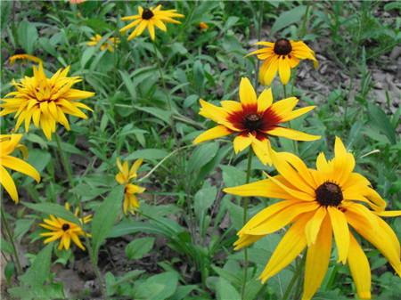 黑心菊的養(yǎng)殖方法 黑心菊的養(yǎng)殖方法