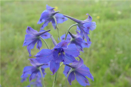 飛燕草家養(yǎng)注意事項 飛燕草家養(yǎng)注意事項